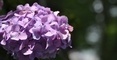 蓑笠神社の紫陽花（アジサイ）神奈川県中井町