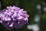 蓑笠神社の紫陽花